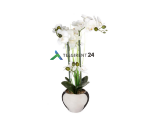 orhidee 2 300x251 1